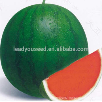 NW11 Chonfu hybrid taste sweet watermelon seeds for sale